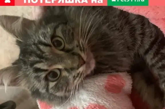 Найдена сибирская кошка в Зеленограде, корпус 847