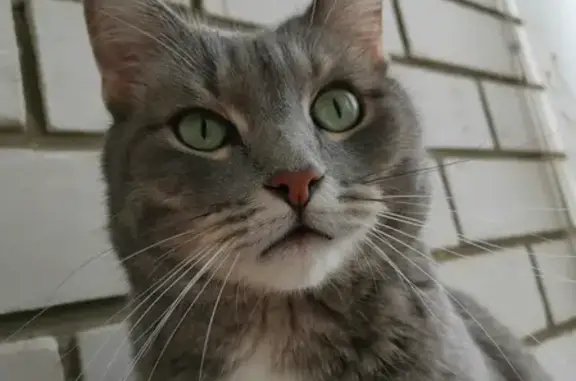 Кошки потеряшки, Набережные Челны, фото: Потеряшка кошка в Набережных Челнах, вознаграждение