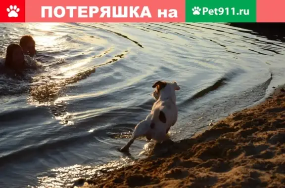 Пропала собака Джек Рассел в Воронеже