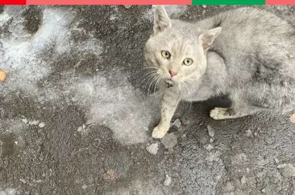 Найдена кошка на пр. Ленина 17 в Нальчике
