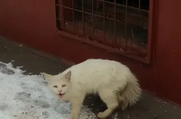 Белая кошка в подвале, Москва