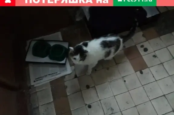 Найдена кошка на ул. Ленина, д. 128, 4 подъезд