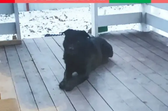 Найден черный пёс в деревне Александровка, Заокский район, ул. Мичурина 43А