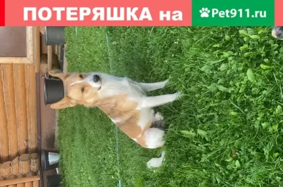 Пропала собака в Малоярославце