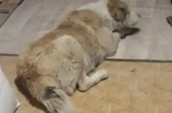 Собака алабая найдена в Пензе.