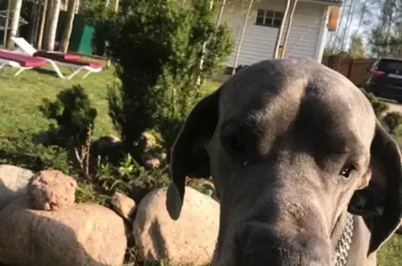 Пропала собака Голубой Немецкий Дог на Лугах