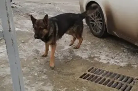 Найденные животные Волгоград, фото: Ухоженная собака без ошейника найдена у ТРЦ 