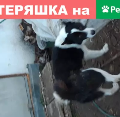 Найден добрый пёсик на улице Ракетной, Симферополь