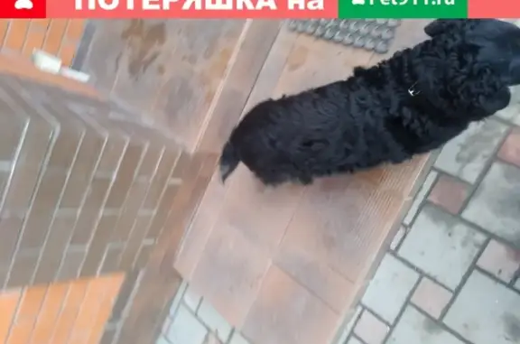 Собака найдена на Мариупольском шоссе в Таганроге