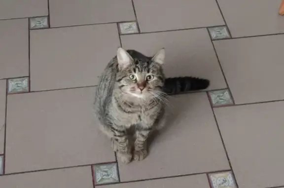 Потерянные животные Хотьково, фото: Пропала кошка Сережа в Хотьково