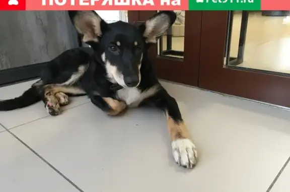 Найдена собака в Gagarin Residence, Челябинск