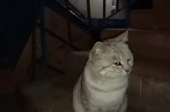 Найден котик на ул. Маршала Голованова 3, ищем хозяина.