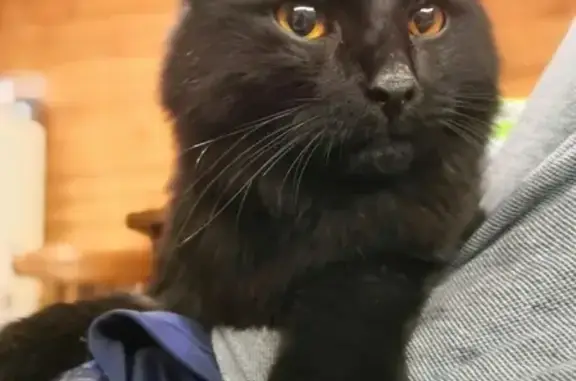 Найдена чёрная кошка в Балашихе, Кучино