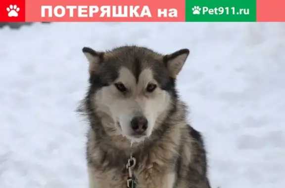 Собака маламут ищет дом в Оренбурге
