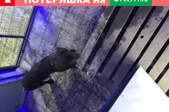 Найден щенок спаниеля в Москве с ошейником