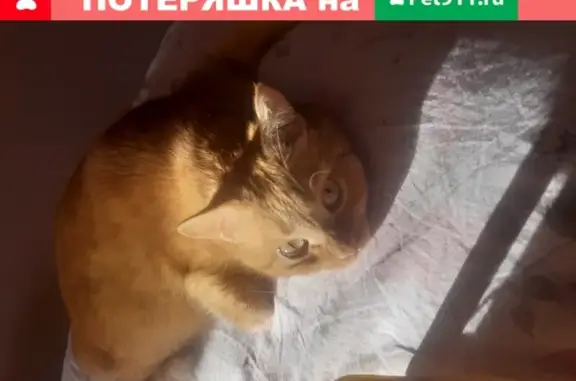 Пропала кошка в Челябинске 3 года назад
