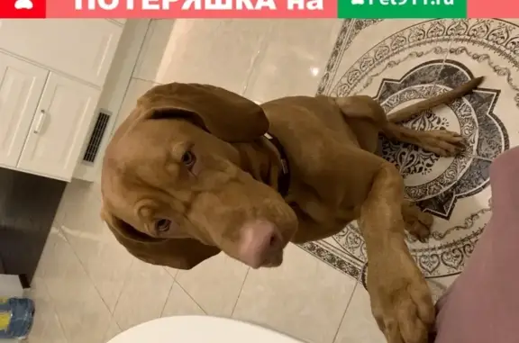 Пропала собака в Всеволожске: крупный щенок Венгерской Выжлы, 9 месяцев, карамельного окраса.