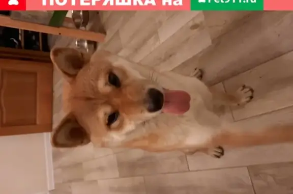 Пропала собака Рыжий в Ростовской обл., Батайск, Советская ул.