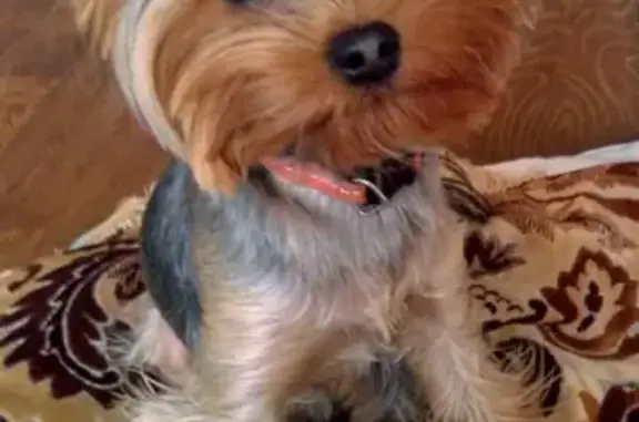 Собаки потеряшки, Липецк, фото: Потеряшка собака Лакки на ул. Космонавтов, Липецк