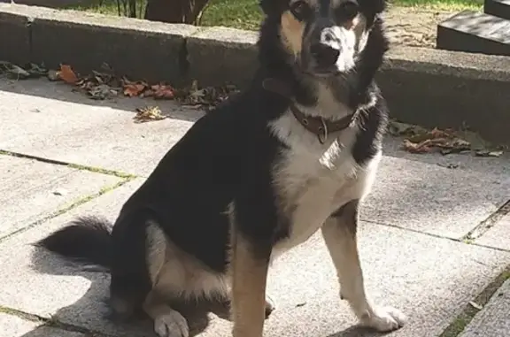 Собаки потеряшки, Санкт-Петербург, фото: Потеряшка собака на ул. Орбели, СПб