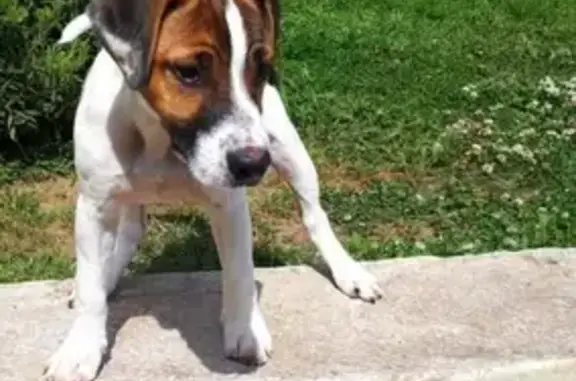 Пропала собака Джек рассел в Тульской области