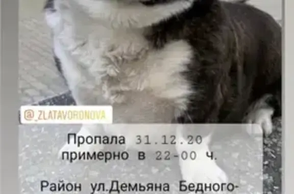 Пропала собака Джоли, район Степная-ДемьяноБедного, Хабаровск