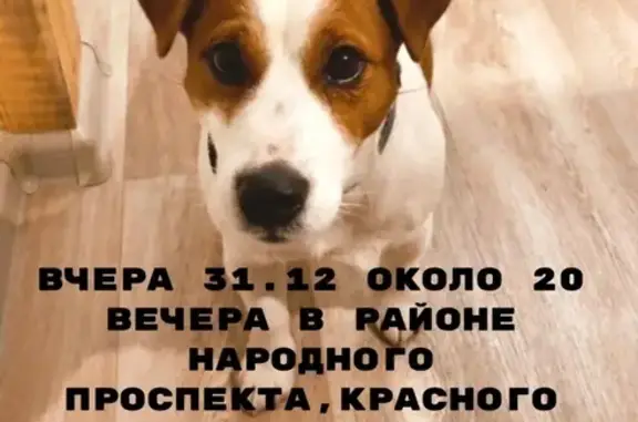 Пропала собака во Владивостоке после петарды