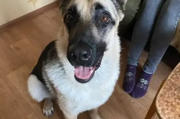 Собаки потеряшки, Омск, фото: Потеряшка собака на ул. Краснопресненская 5, Омск