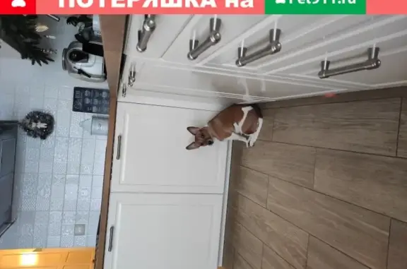 Пропала собака Кира в Серпухове