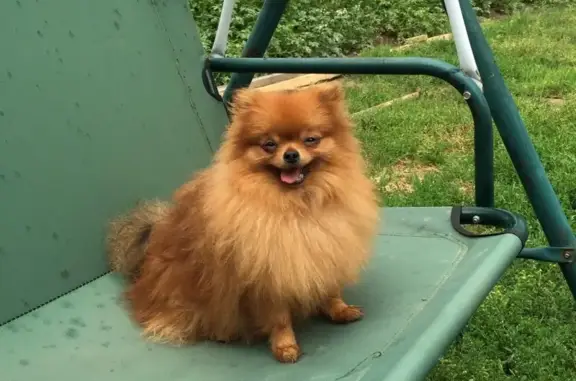 Собаки потеряшки, Томск, фото: Потеряшка собака шпиц на проспекте Фрунзе, Томск