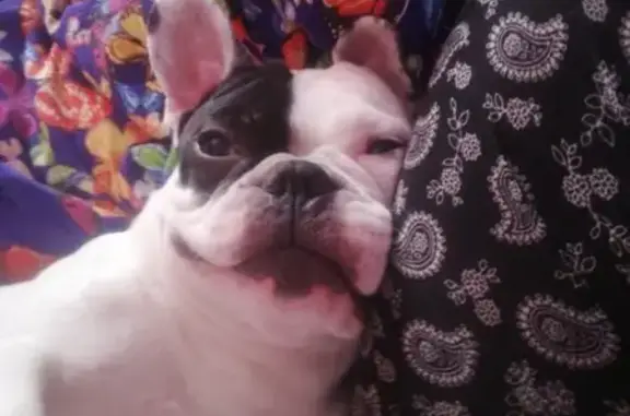 Собаки потеряшки, Томск, фото: Потеряшка собака Мальчик в П. Аникино, 3 года.