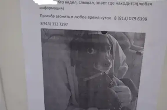 Пропала собака Белла в Новокузнецке