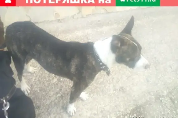 Найдена собака питбуль в Симферополе