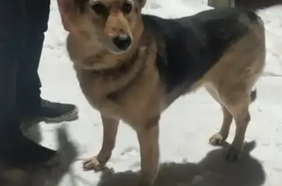 Собака без ошейника найдена на Кузьмоловском