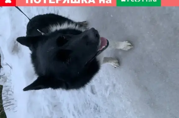 Собака найдена в Репино, Пригород СПб.