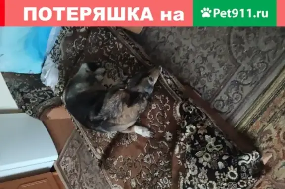 Потерянные животные Улан-Удэ, фото: Пропала собака Джина в Улан-Удэ