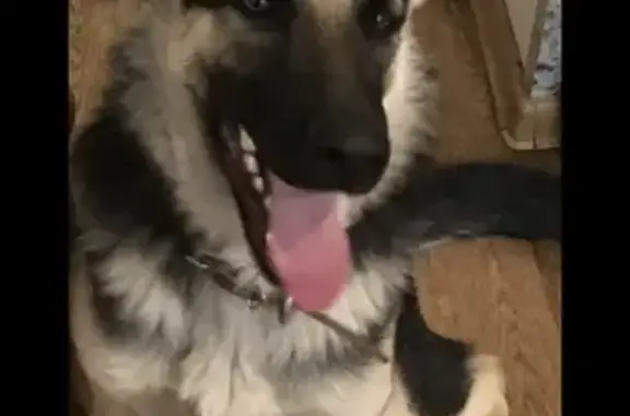 Собаки потеряшки, Омск, фото: Потеряшка собака в Кировском районе, кличка Рада.