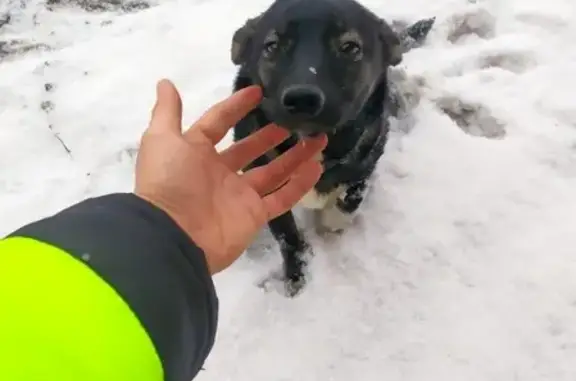 Собака Девочка найдена в Челябинске
