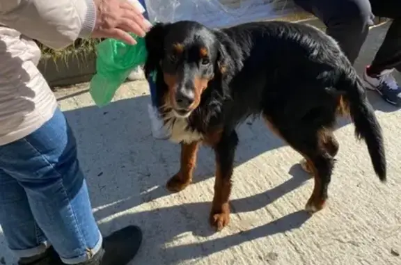 Собака с подбитой лапкой найдена в Сочи