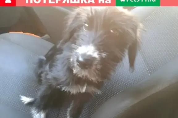 Собаки потеряшки, Липецк, фото: Потеряшка собака возле Катукова 30 в Липецке