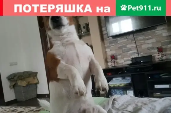 Пропала собака в Щёлково