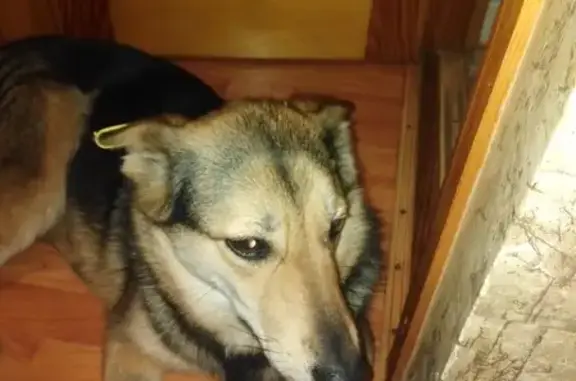 Собака тёмно-коричневого окраса найдена в Уфе