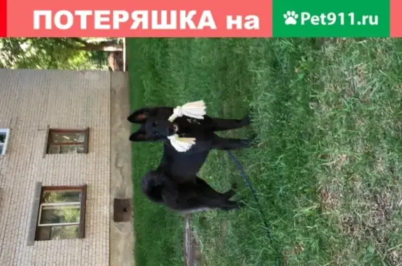 Собаки потеряшки, Нижний Новгород, фото: Потеряшка собака Лина в Нижнем Новгороде