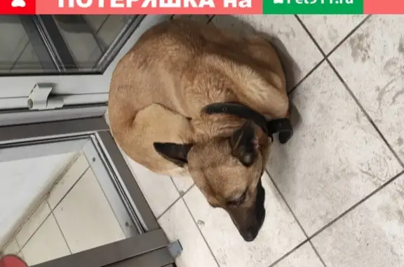 Найдена рыжая собака в магазине в Нижнем Новгороде