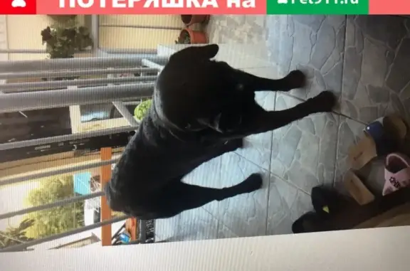 Собаки потеряшки, Сочи, фото: Потеряшка дворняга-лабрадор в Сочи в канун Нового года