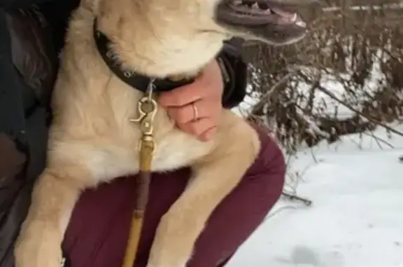 Найден щенок с ошейником в лесу Одинцово