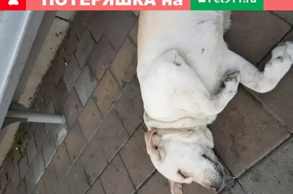 Собака Лабрадор найдена в Сочи