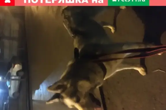 Найдена собака, Ростов-на-Дону, фото: Собака найдена возле Театральной площади в Ростове-на-Дону