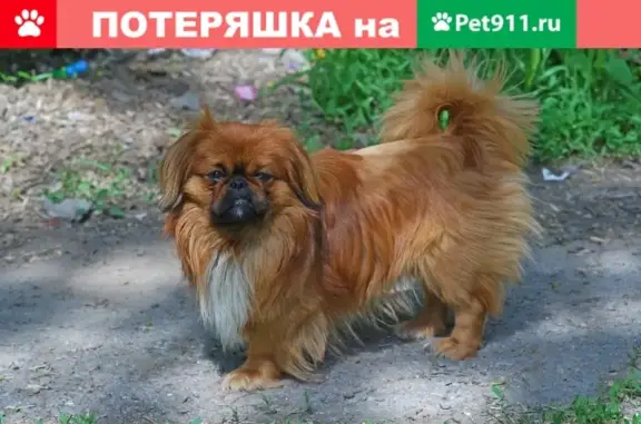 Пропала собака Джек, пересечение Станиславского и Крепостного