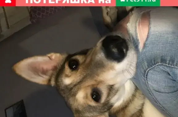 Собаки потеряшки, Нижний Новгород, фото: Потеряшка собака на ул. Строкина, вознаграждение.